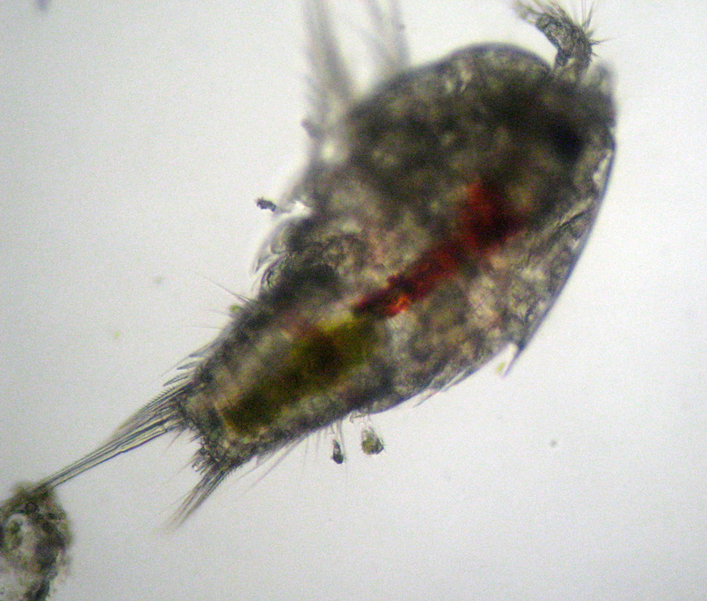 Acineta corophii su copepode